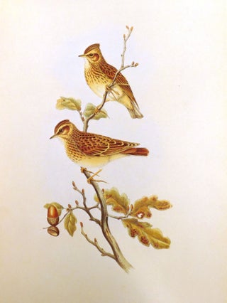 THE BIRDS OF GREAT BRITAIN; 5 Volume Set